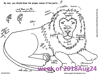 Lion Anatomy 101