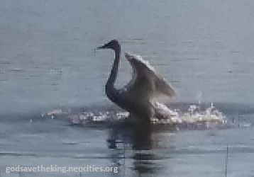 swan at the reservoir