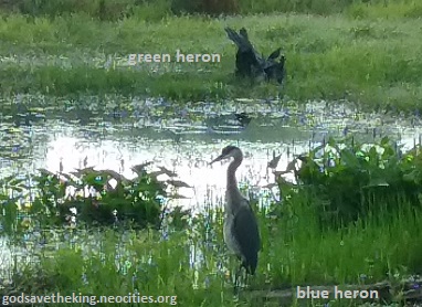 herons