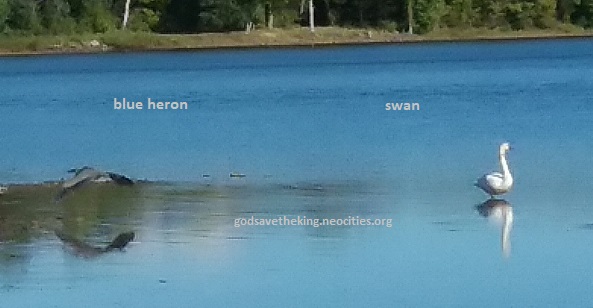 swan and blue heron