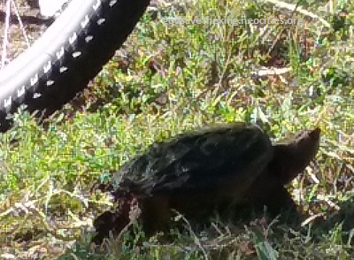 young snapper