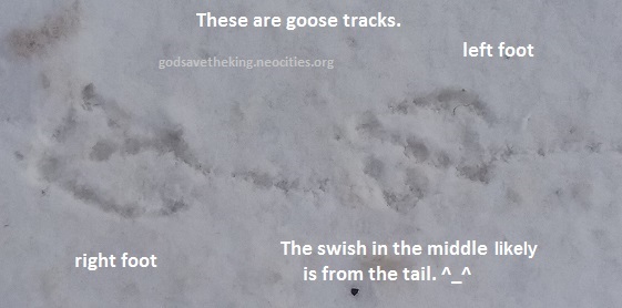 goose tracks in snow