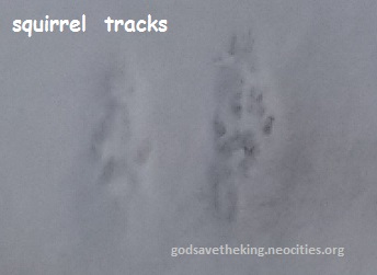 squirrel tracks in snow