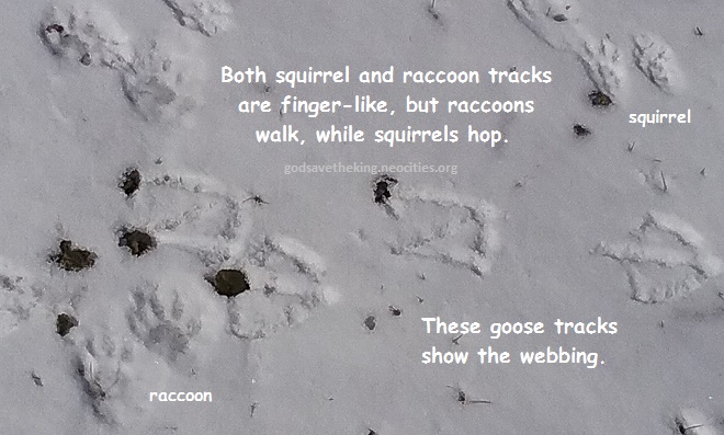 wildlife tracks