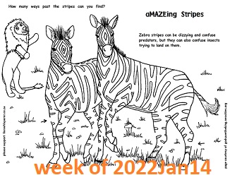 zebra maze